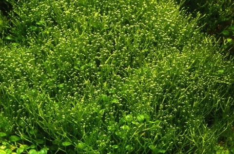 In-Vitro Kleines Teichlebermoos / Riccia Fluitans, Moos – Bild 3