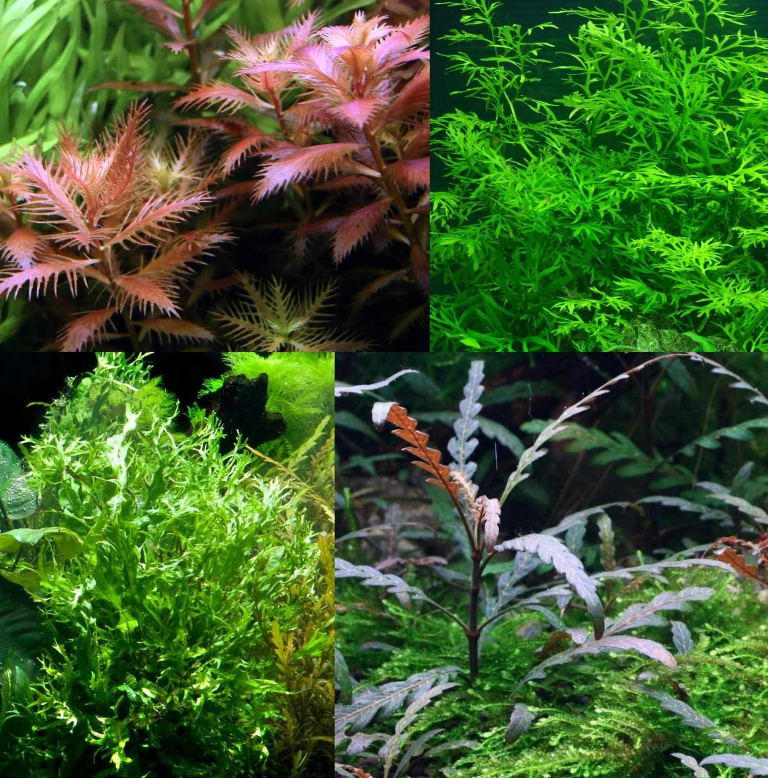 Bizarres Wasserpflanzen Sortiment