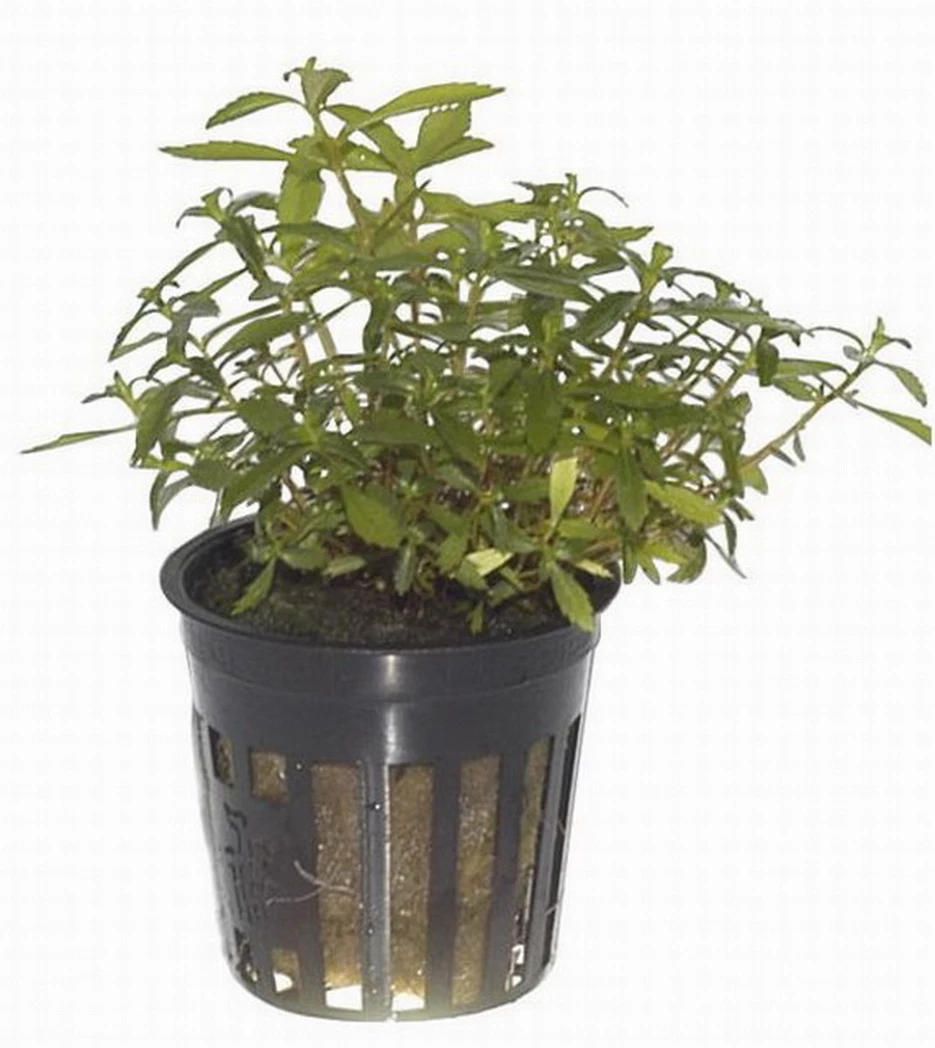 Bizarres Wasserpflanzen Sortiment - 4 Töpfe, Set Incl. Roten Pflanzen – Bild 6