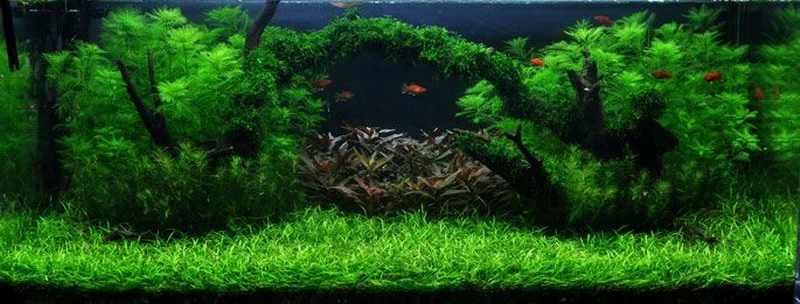 Unterwasser-Landschaft Moosbrücke Für 60 Liter Aquarium
