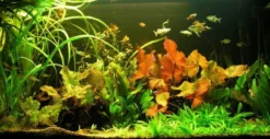Unterwasser-Landschaft Lotuswelt Für Ein 200 Liter Aquarium