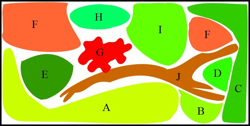 Unterwasser-Landschaft Diskus-Traum Für Ein 300 Liter Aquarium