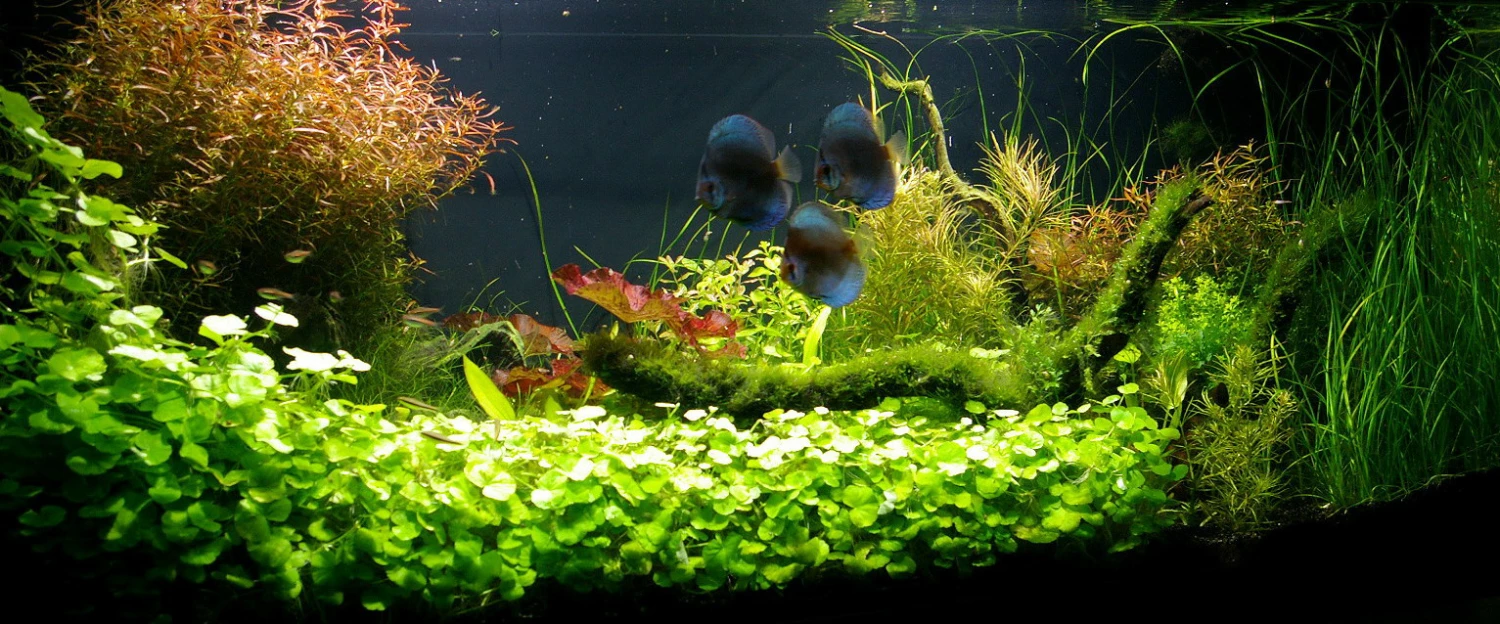 Unterwasser-Landschaft Diskus-Traum Für Ein 300 Liter Aquarium – Bild 2