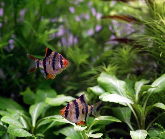 Unterwasser-Landschaft Holland-Aquarium Für Ein 100 Liter Aquarium – Bild 5