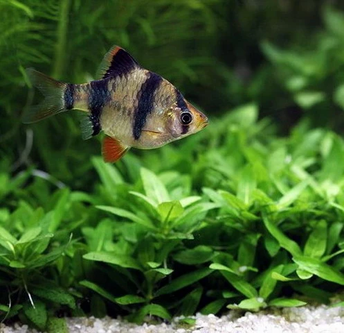 Unterwasser-Landschaft Holland-Aquarium Für Ein 400 Liter Aquarium – Bild 6