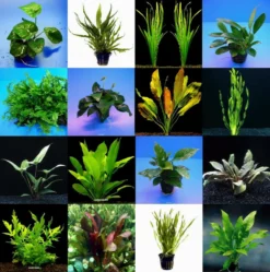 10 Topf Barschsortiment Malawi - Hochwertiges Und Robustes Set