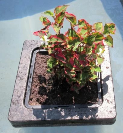 Insel Mit Houttuynia Cordata Chameleon / Chamäleon-Pflanze