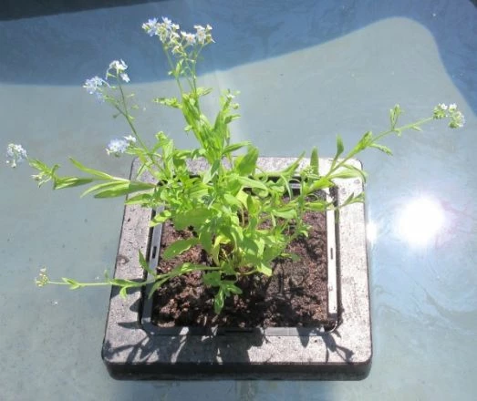 Insel Mit Myosotis Palustris / Sumpfvergißmeinnicht