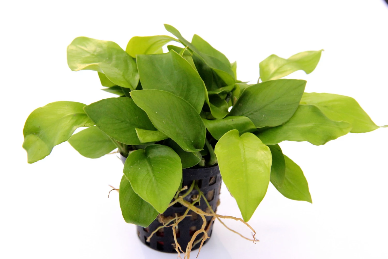 Anubias Quartett: 4x Anubias-Töpfe = Barteri + Nana + Petite + Golden, Barschfeste Wasserpflanzen – Bild 5