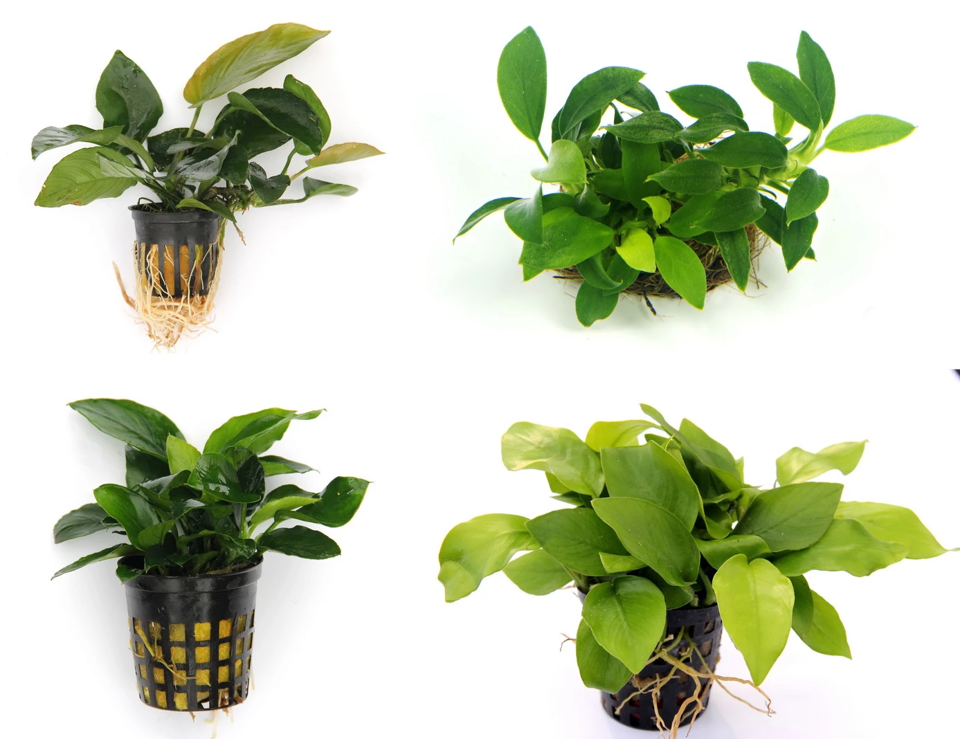 Anubias Quartett: 4x Anubias-Töpfe = Barteri + Nana + Petite + Golden, Barschfeste Wasserpflanzen