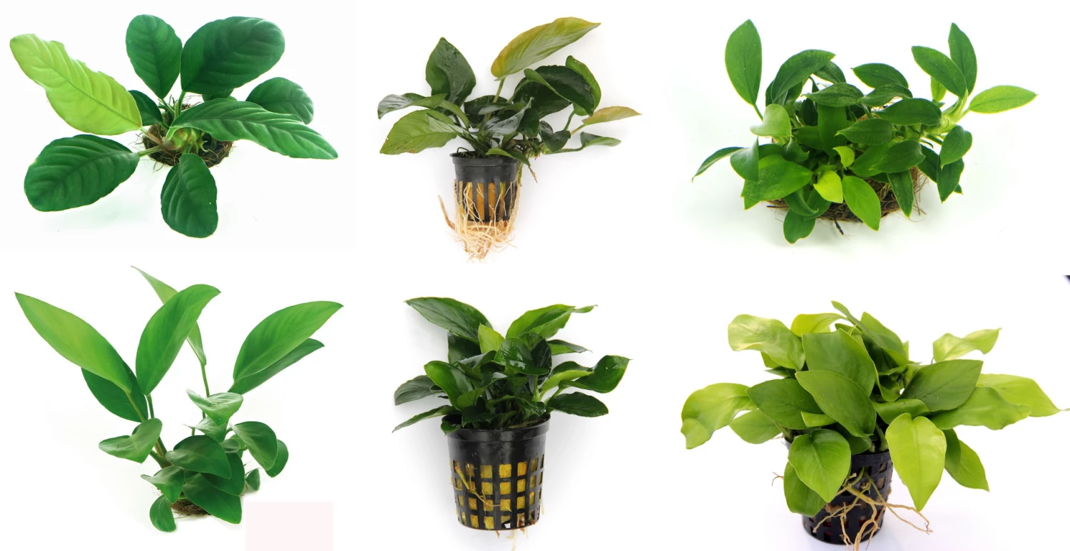 Anubias Sextett: 6x Anubias-Töpfe = Barteri + Nana + Petite + Golden + Coffeefolia + Congensis, Barschfeste Wasserpflanzen