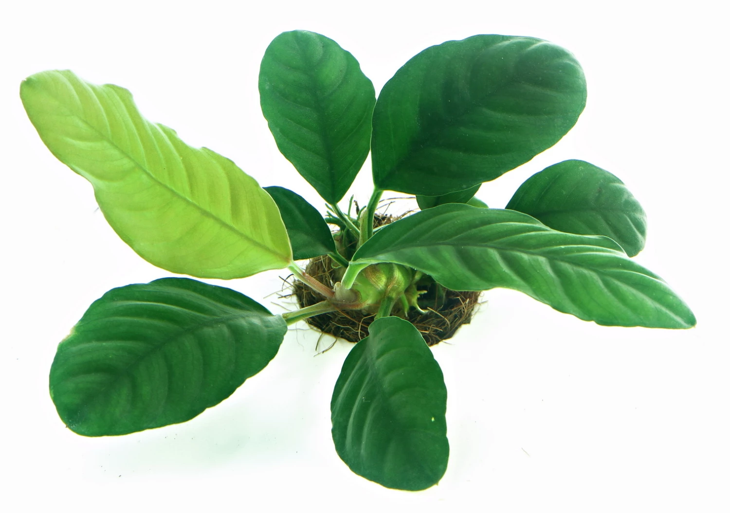 Anubias Sextett: 6x Anubias-Töpfe = Barteri + Nana + Petite + Golden + Coffeefolia + Congensis, Barschfeste Wasserpflanzen – Bild 2
