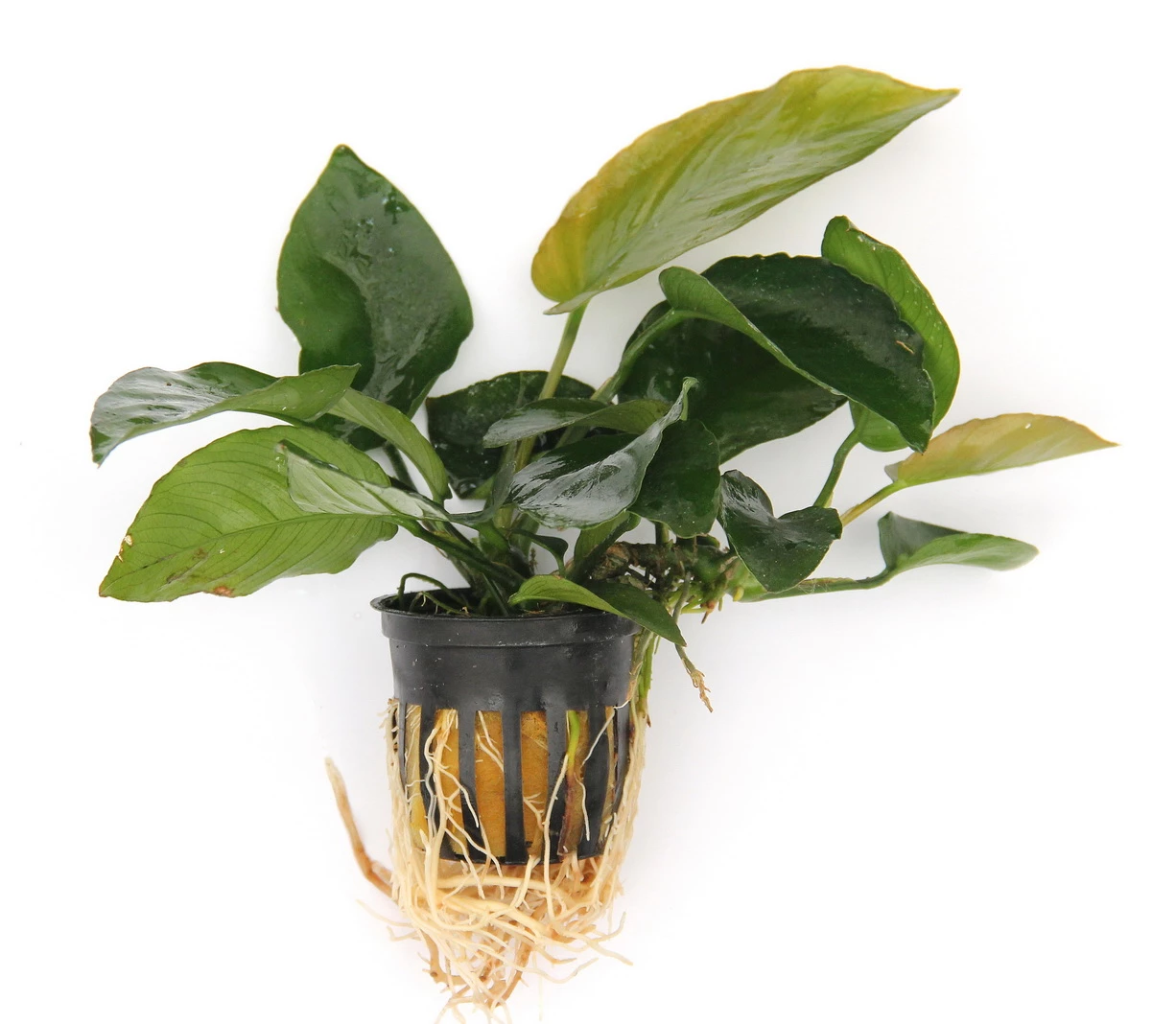 Anubias Sextett: 6x Anubias-Töpfe = Barteri + Nana + Petite + Golden + Coffeefolia + Congensis, Barschfeste Wasserpflanzen – Bild 4