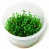 1-2-GROW! *NEU* Mini-Kleeblatt / Marsilea Minuta Von TROPICA *NEU*