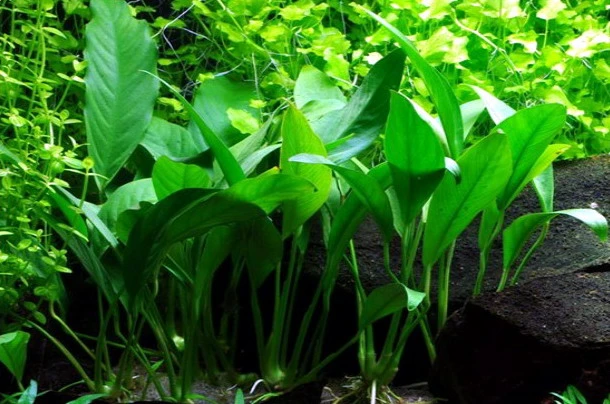 Anubias Angustifolia Afzelii / Kleine Schmalblättrige Anubias