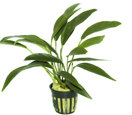 Anubias Angustifolia Afzelii / Kleine Schmalblättrige Anubias – Bild 2