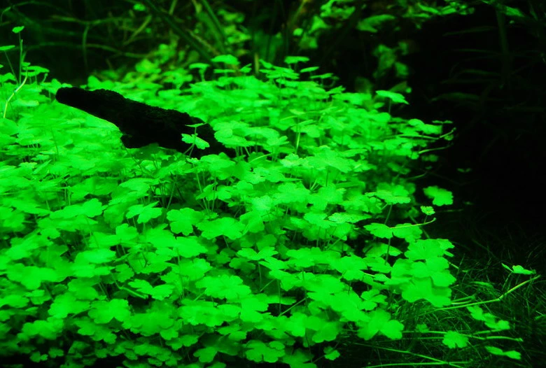 Hydrocotyle Cf. Tripartita (Hydrocotyle Sp. 'Japan') TOP-Rarität