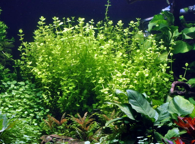 Rundblättriges Büchsenkraut WEISS-GRÜN Im Topf / Lindernia Rotundifolia 'Variegated' – Bild 2