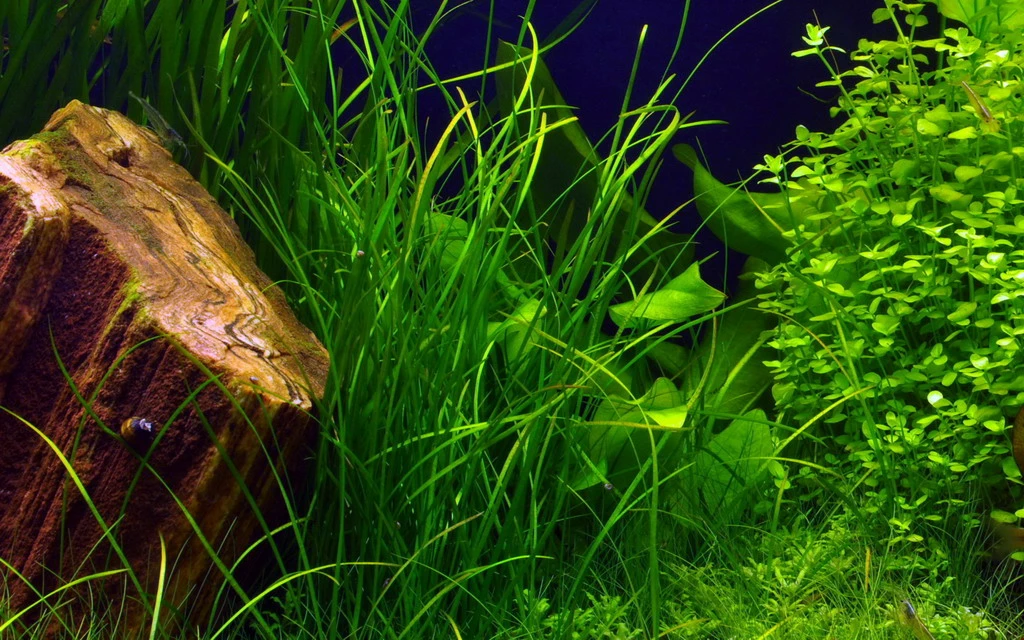 Schmalblättrige Vallisnerie / Vallisneria Nana Im Topf