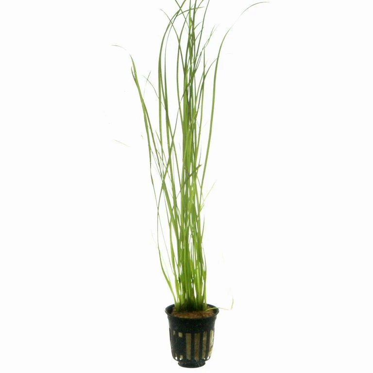 Schmalblättrige Vallisnerie / Vallisneria Nana Im Topf – Bild 2