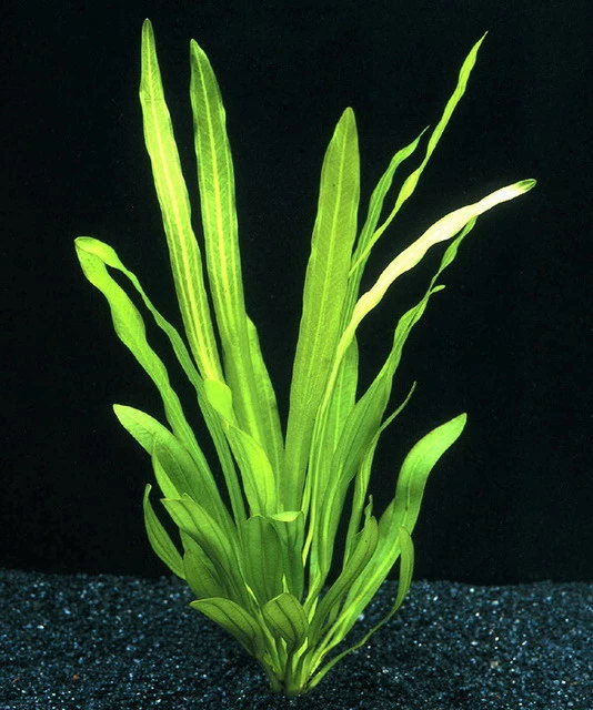 Uruguay-Schwertpflanze / Echinodorus Uruguayensis