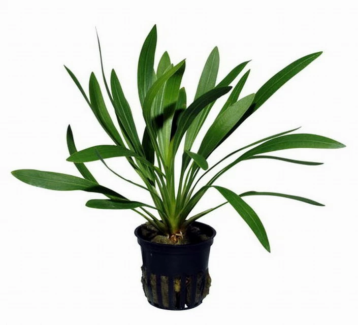 Uruguay-Schwertpflanze / Echinodorus Uruguayensis – Bild 2