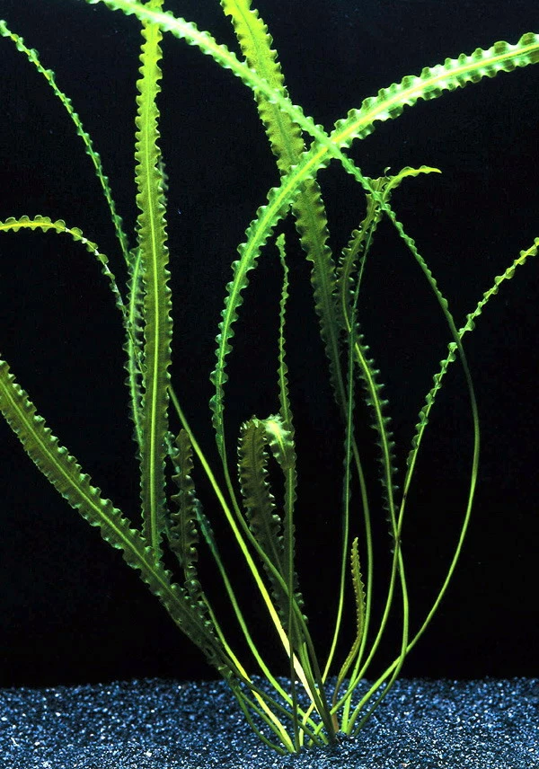 Gewelltblättrige Madagaskar-Wasserähre / Aponogeton Longiplumulosus