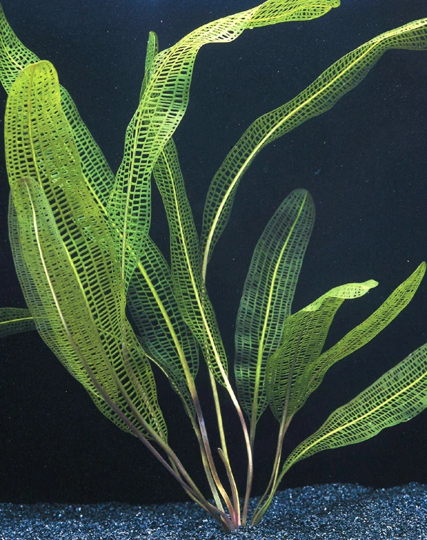 Madagaskar Gitterpflanze / Aponogeton Madagascariensis