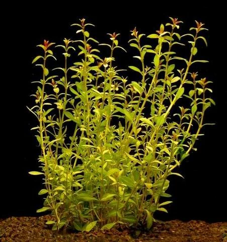 Schmalblättrige Ludwigie / Ludwigia Arcuata Im Topf