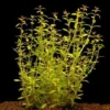 In-Vitro Schmalblättrige Ludwigie / Ludwigia Arcuata