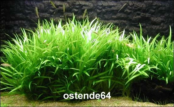 XL In-Vitro Grasartige Zwergschwertpflanze / Echinodorus Latifolius