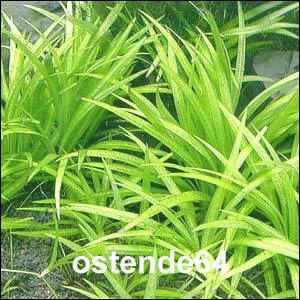 XL In-Vitro Grasartige Zwergschwertpflanze / Echinodorus Latifolius – Bild 2