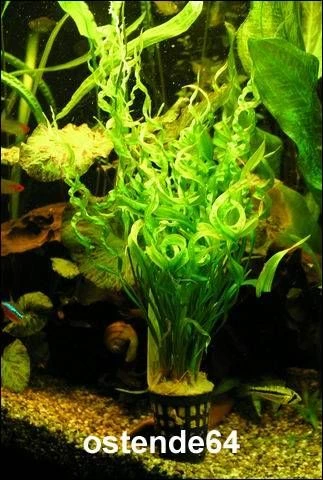 Korkenzieher Schwertpflanze / Echinodorus Vesuvius *Rarität*