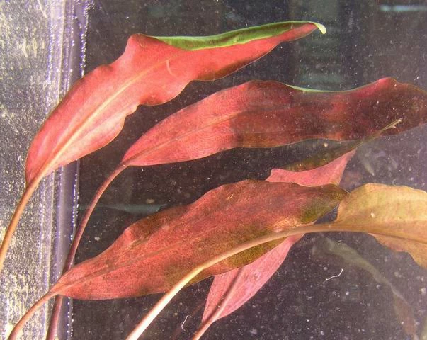 Herzblättriger Wasserkelch / Cryptocoryne Cordata Blassii *RARITÄT*
