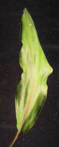 Herzblättriger Wasserkelch / Cryptocoryne Cordata Blassii *RARITÄT* – Bild 2