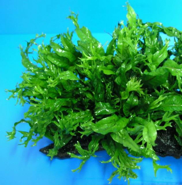 Javafarn WINDELOV / Microsorum Pteropus Windelov - Topf