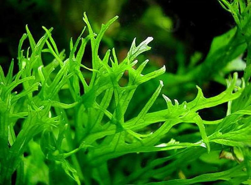 Javafarn WINDELOV / Microsorum Pteropus Windelov - Topf – Bild 2