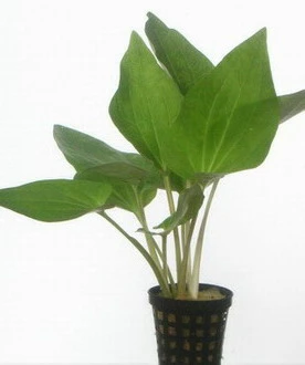 Amerikanischer Eidechsenschwanz / Saururus Cernuus Im Topf