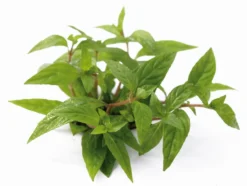 *** NEUHEIT *** Staurogyne Spec. 'Porto Velho'