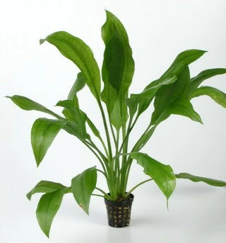 Schmalblättrige Amazonas-Schwertpflanze / Echinodorus Amazonicus