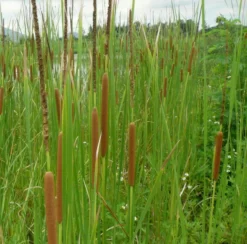Schmalblättriger Rohrkolben / Typha Angustifolia Im 9x9 Cm Topf
