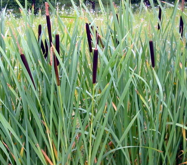 Breitblättriger Rohrkolben / Typha Latifolia Im 9x9 Cm Topf