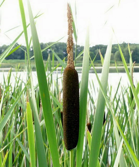 Breitblättriger Rohrkolben / Typha Latifolia Im 9x9 Cm Topf – Bild 2