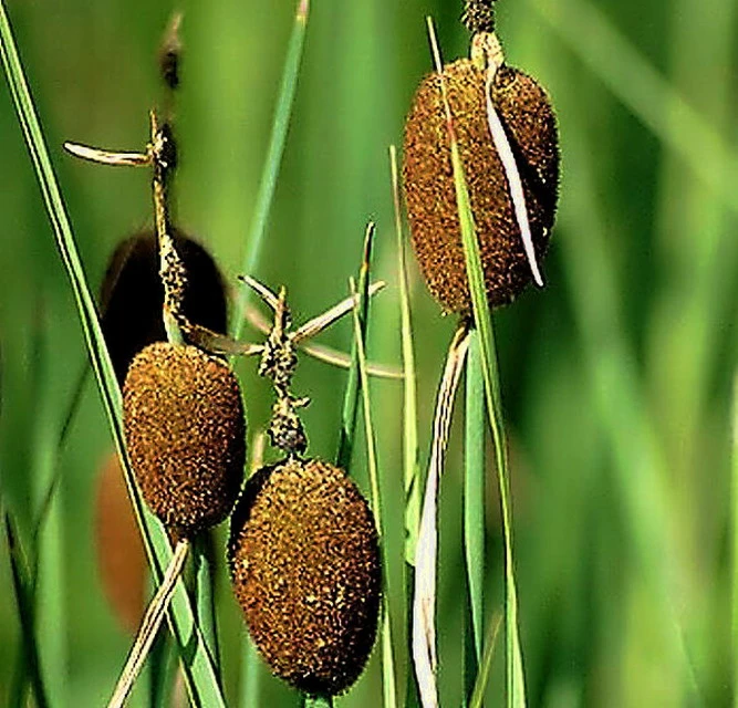 Zwergrohrkolben / Typha Minima Im 9x9 Cm Topf – Bild 2