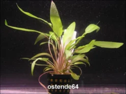 Gewellter Wasserkelch / Cryptocoryne Undulata