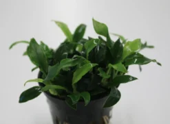 Pangolin-Speerblatt / Anubias Barteri Var. Nana 'Pangolino' RARITÄT