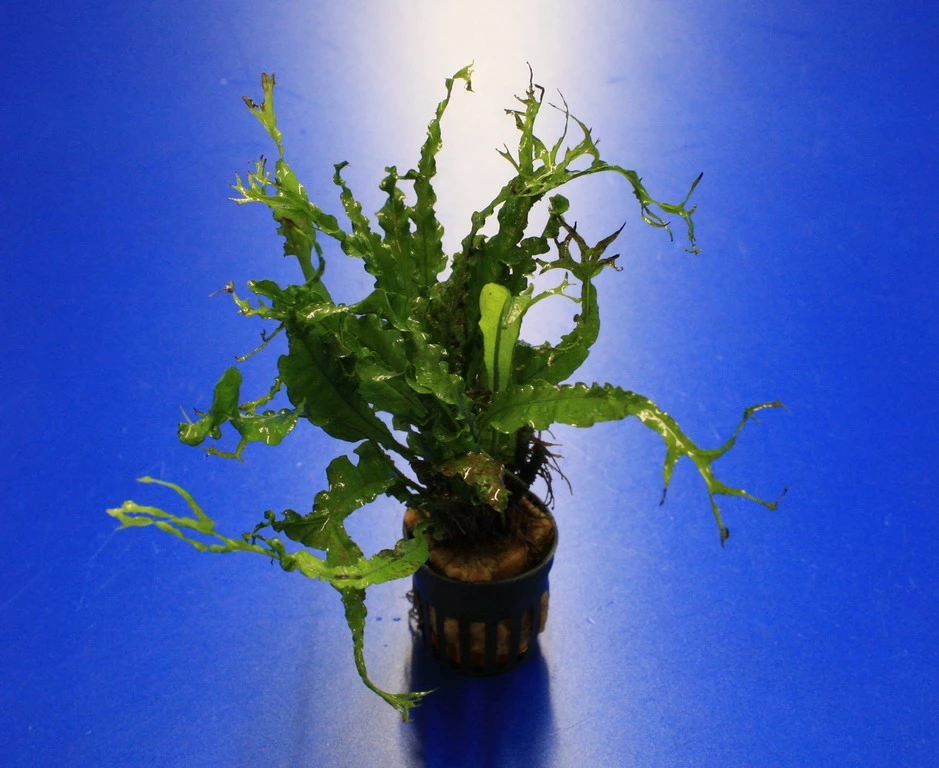 RARITÄT Microsorum Pteropus 'Twisted Leaf'