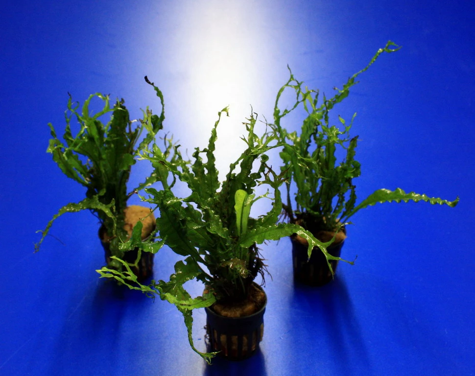 RARITÄT Microsorum Pteropus 'Twisted Leaf' – Bild 2