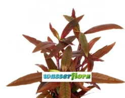 Sitzendes Papageienblatt / Alternanthera Reineckii "sessilis"