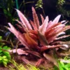 *** Top-Rarität *** Flamingo Wasserkelch / Cryptocoryne Spec. 'Flamingo'